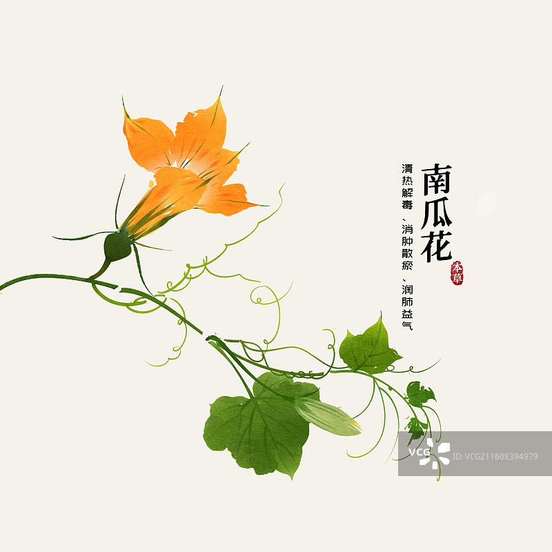 水彩中草药插画南瓜花图片素材