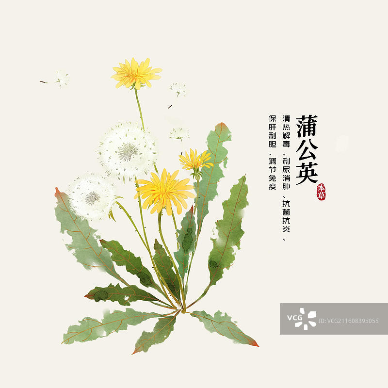 水彩中草药插画蒲公英图片素材