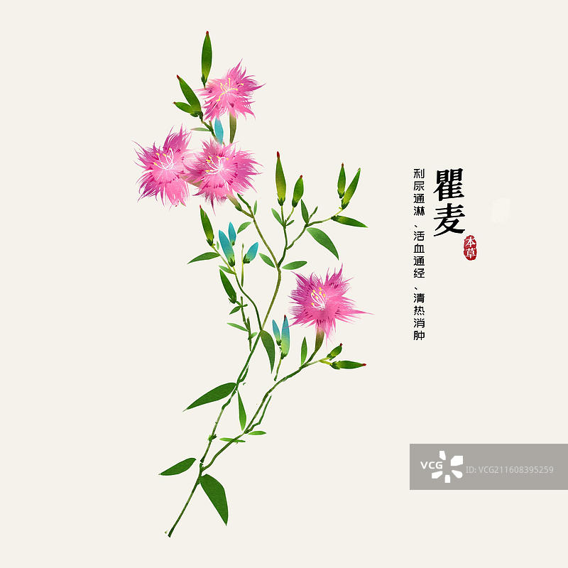 水彩中草药插画瞿麦花图片素材