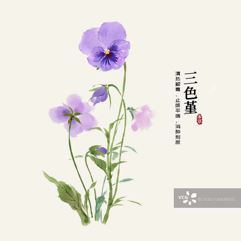 水彩中草药插画三色堇图片素材