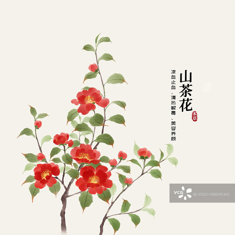 水彩中草药插画山茶花图片素材