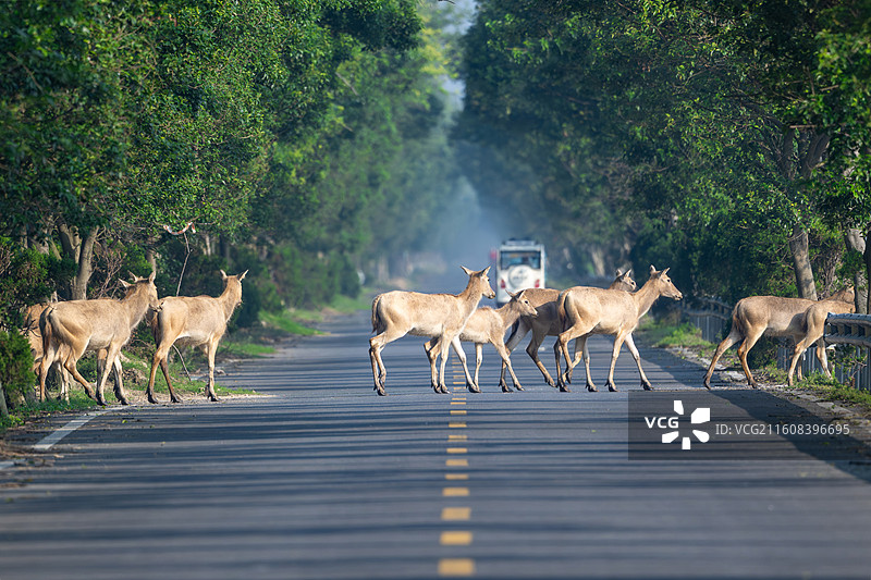 江苏盐城大丰麋鹿国家级自然保护区中的麋鹿图片素材