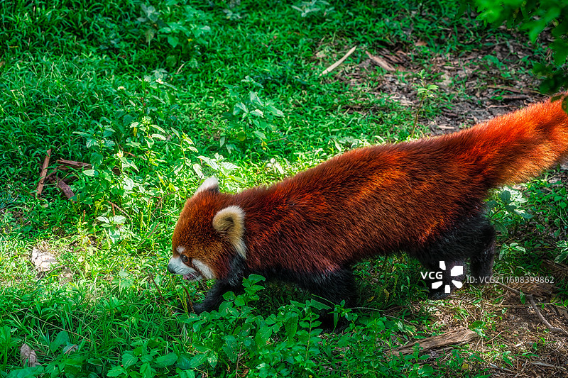 柳州动物园小熊猫在丛林行走的特性镜头图片素材