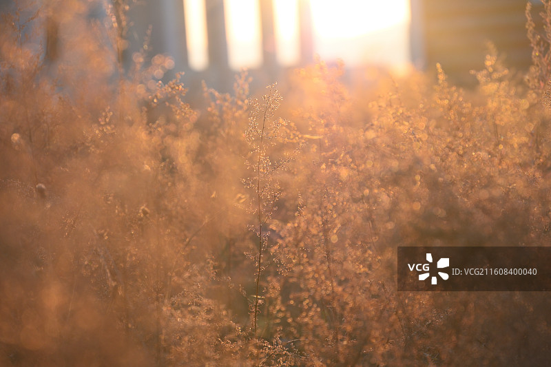 内蒙古恩和小镇的秋天图片素材