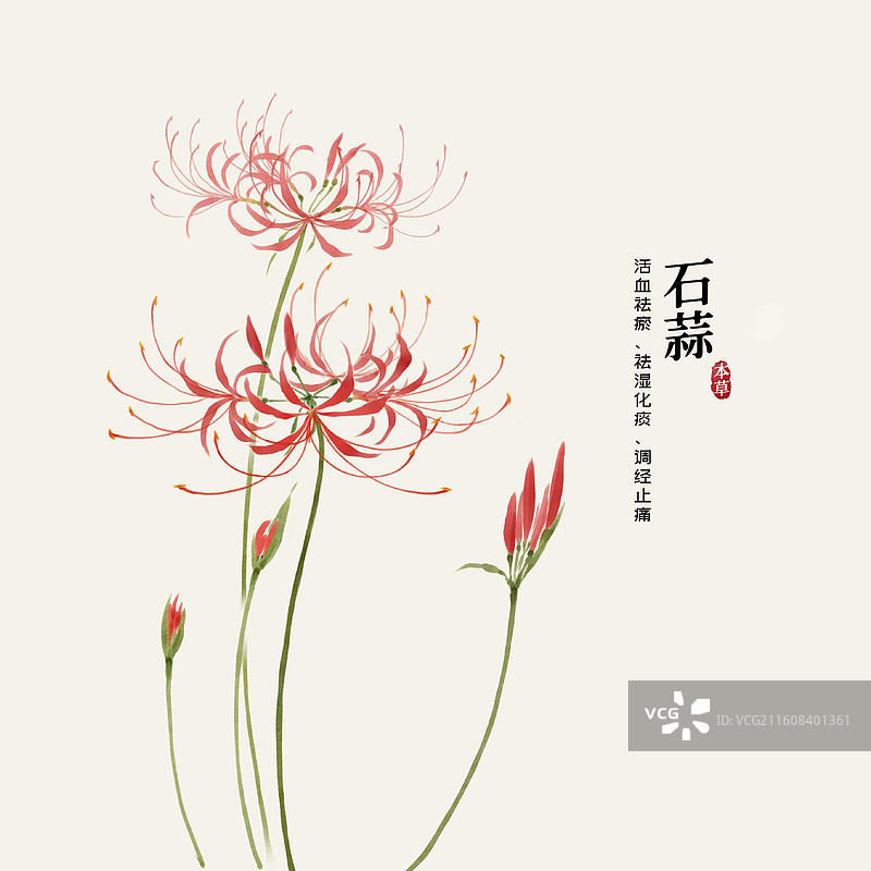 水彩中草药插画石蒜图片素材