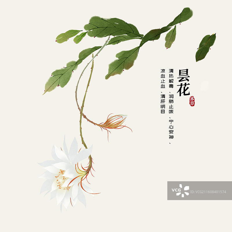 水彩中草药插画昙花图片素材
