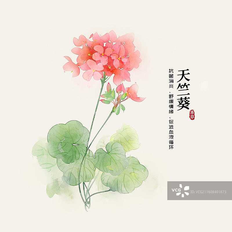 水彩中草药插画天竺葵图片素材