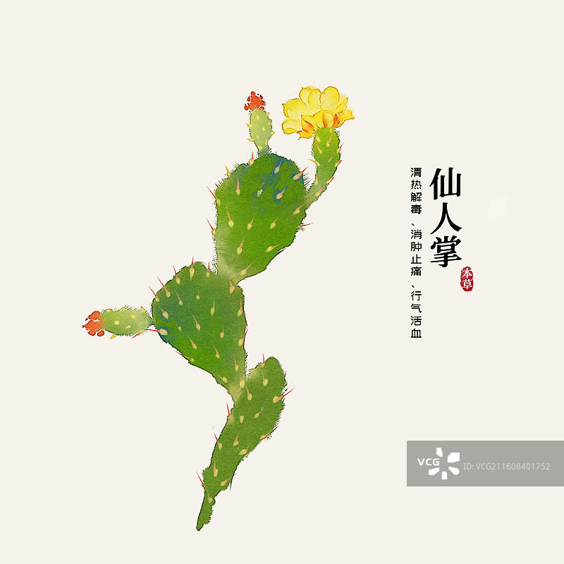 水彩中草药插画仙人掌图片素材
