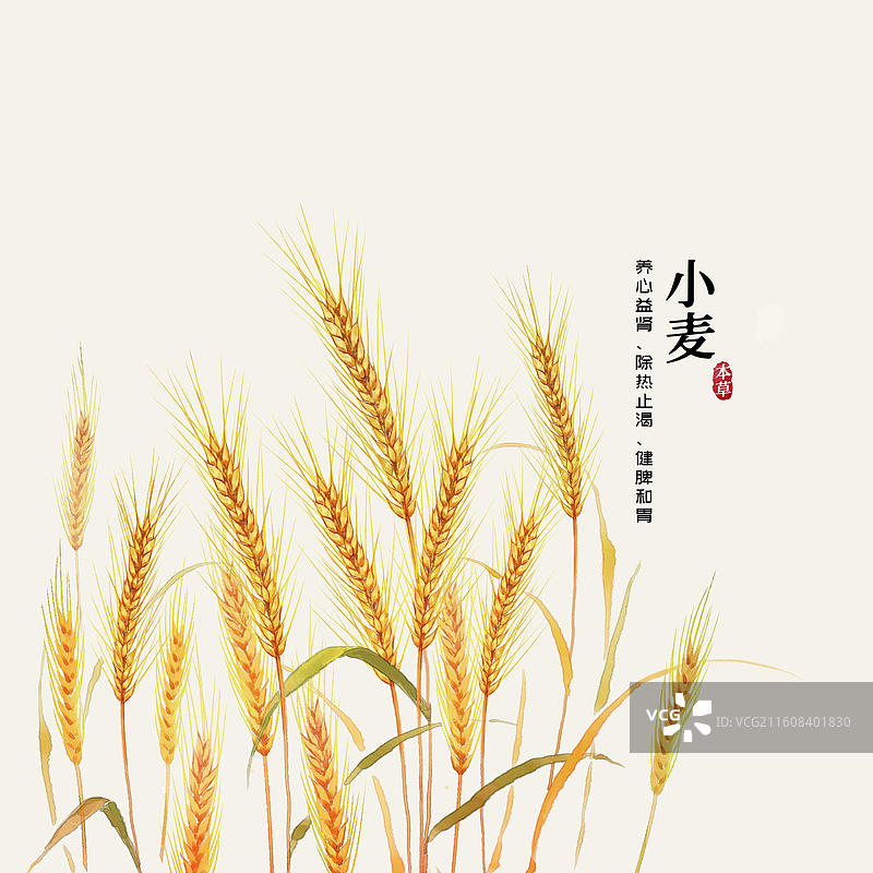 水彩中草药插画小麦图片素材