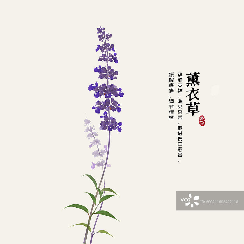 水彩中草药插画薰衣草图片素材