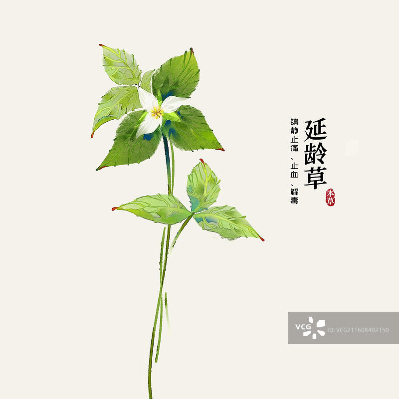 水彩中草药插画延龄草图片素材
