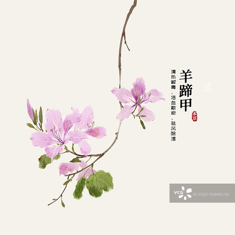 水彩中草药插画羊蹄甲图片素材