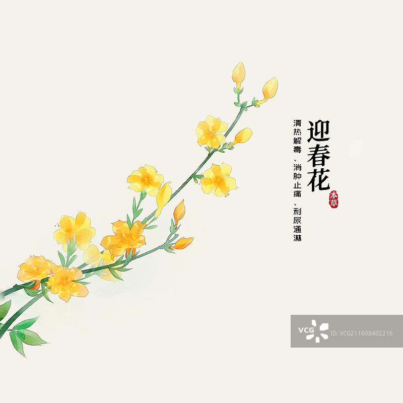 水彩中草药插画迎春花图片素材