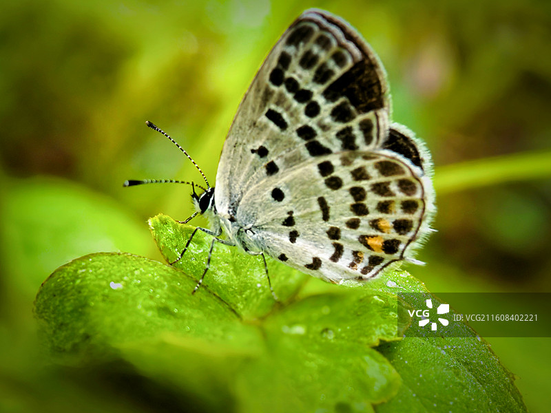 翠叶承蝶图片素材