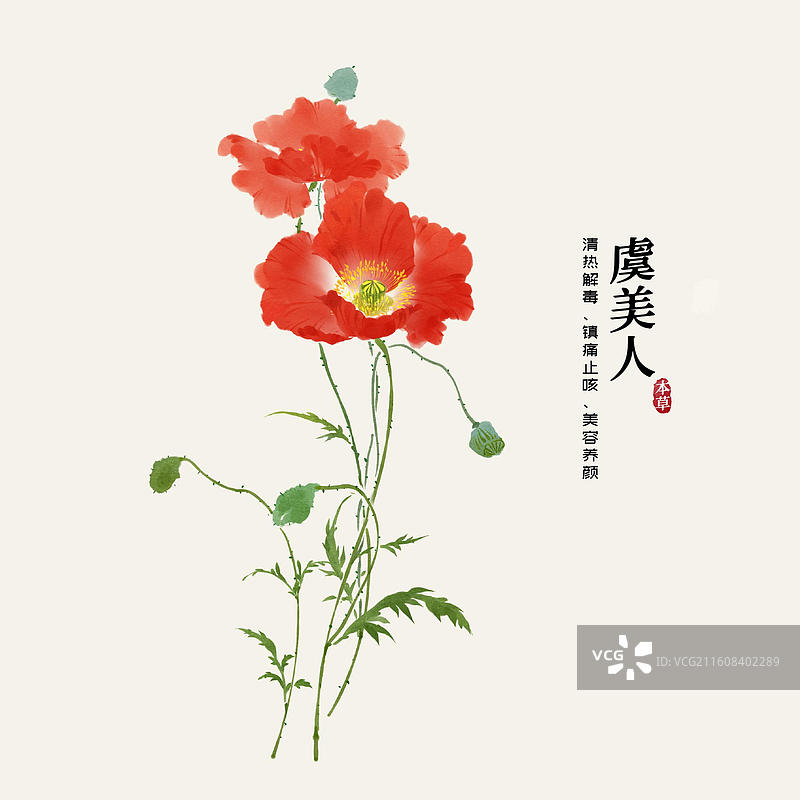 水彩中草药插画虞美人图片素材