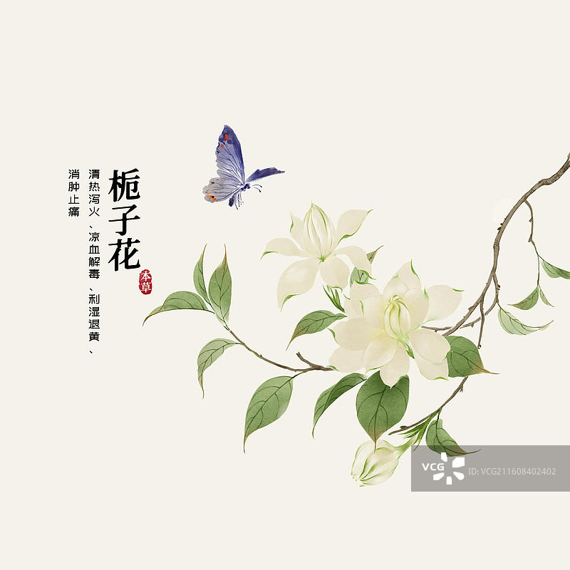 水彩中草药插画栀子花图片素材