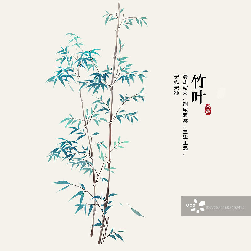 水彩中草药插画竹叶图片素材