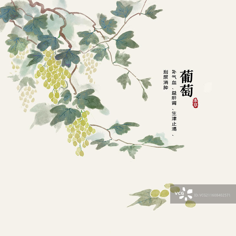 水彩水果插画葡萄图片素材