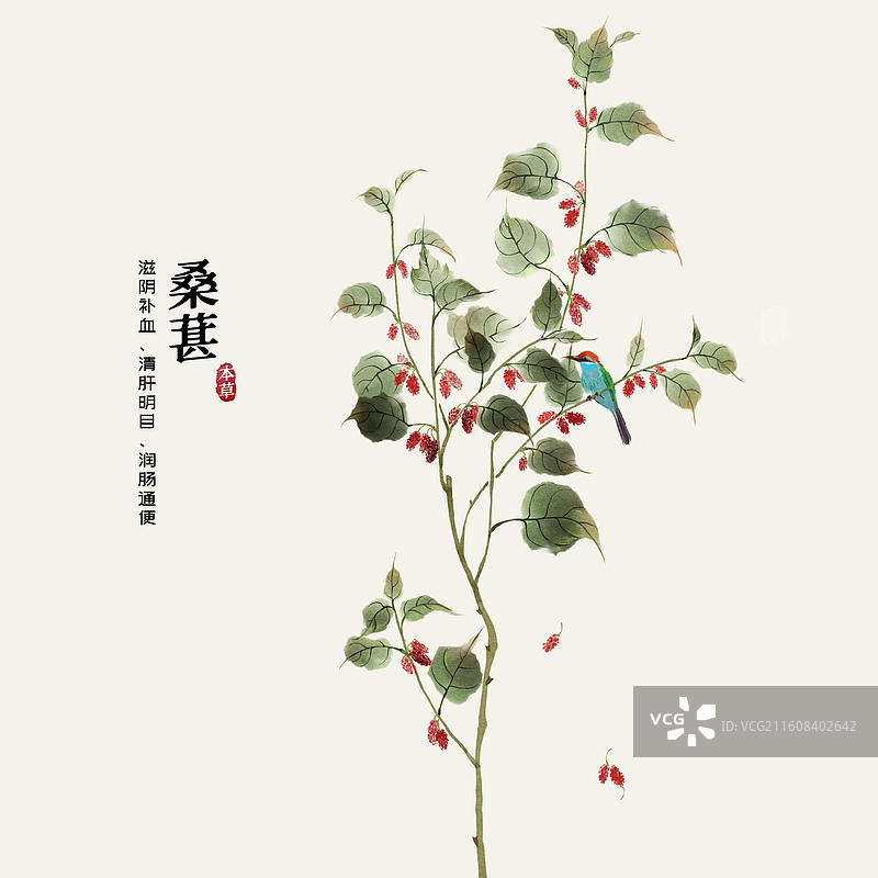 水彩水果插画桑葚图片素材