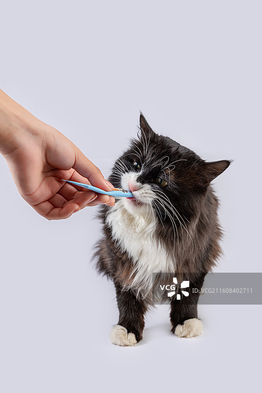 给猫咪喂食猫条的互动瞬间特写图片素材