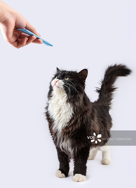 给猫咪喂食猫条的互动瞬间特写图片素材