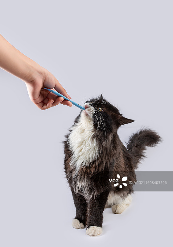 给猫咪喂食猫条的互动瞬间特写图片素材