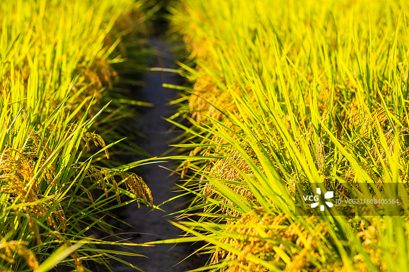 丰收的稻田图片素材