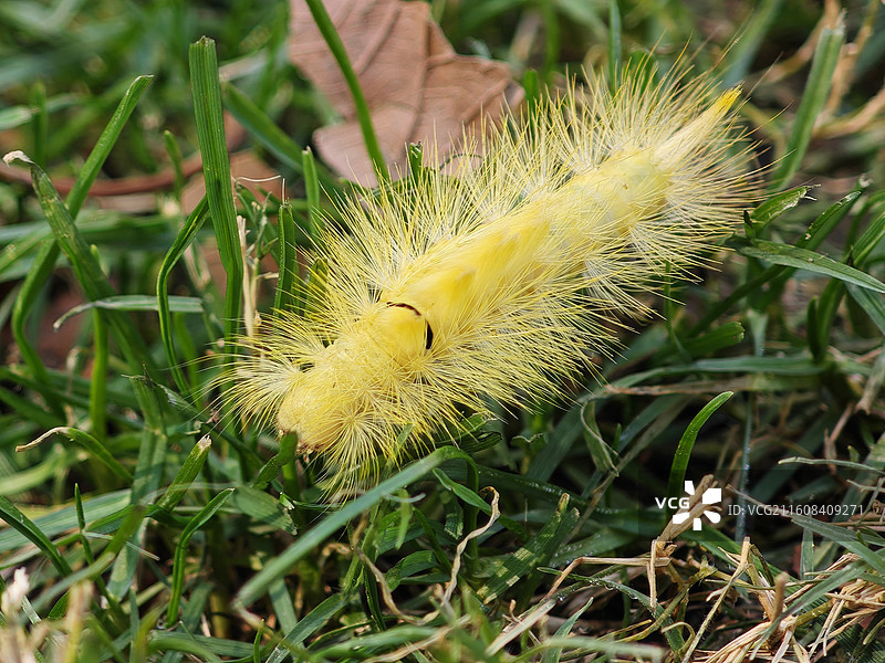 茸毒蛾幼虫 晚秋时节公园草地上的一只金黄色毛毛虫 寄主梧桐树榉树 上海世纪公园昆虫图鉴2025图片素材