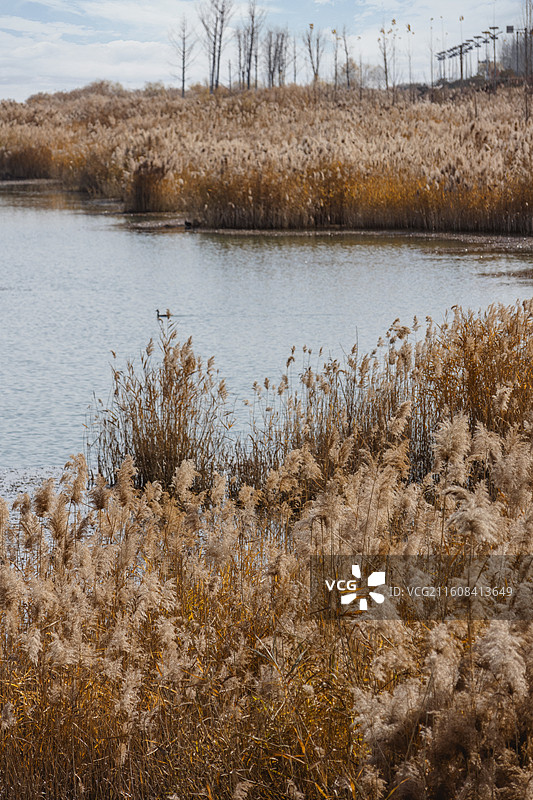 秋日的芦苇荡图片素材