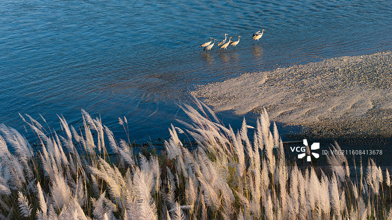 江边芦苇和几只灰鹤图片素材