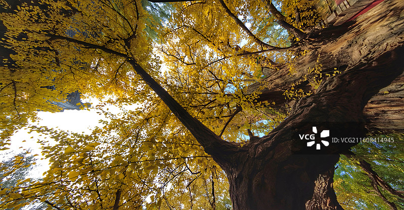 太原晋祠之秋，银杏披金，与红墙古建相映成趣，五彩斑斓的树叶倒映在碧水之中，美如画卷图片素材