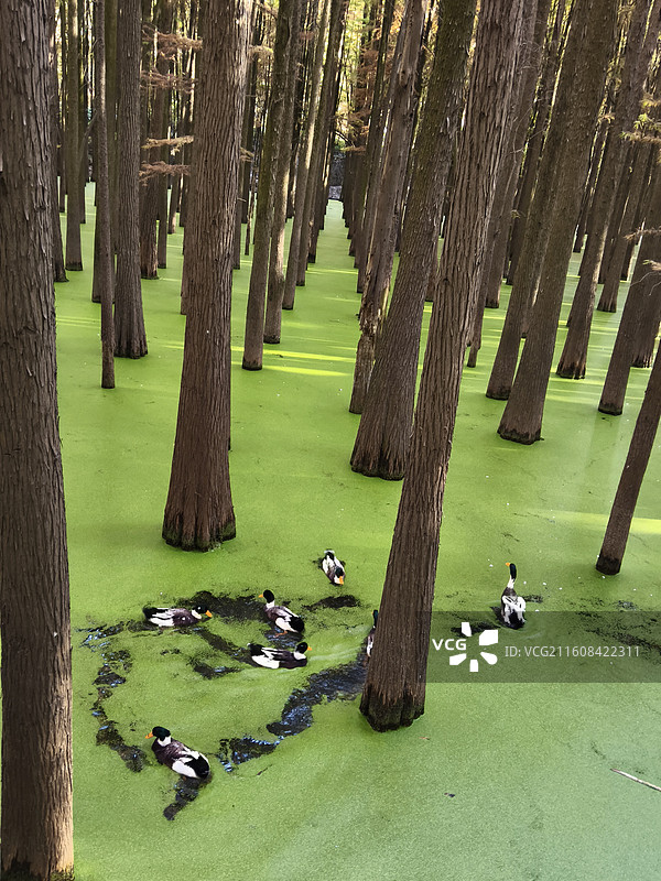 绿毯上的舞者：青山湖森林水域中的斑嘴鸭图片素材