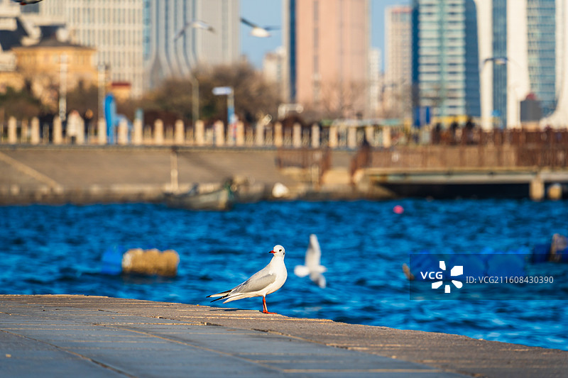 城市里的海鸥图片素材