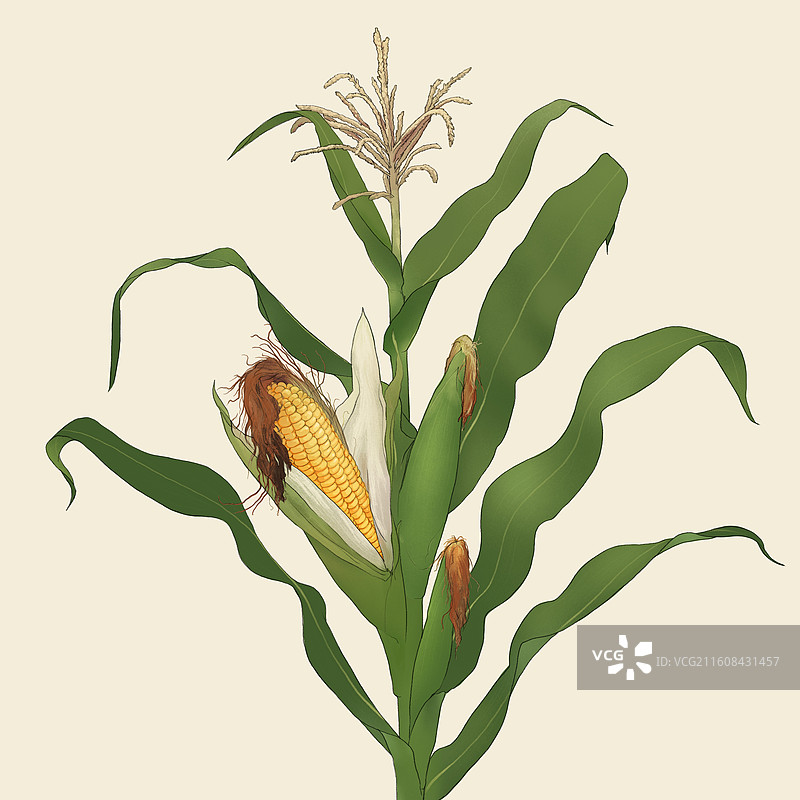玉米插画图片素材
