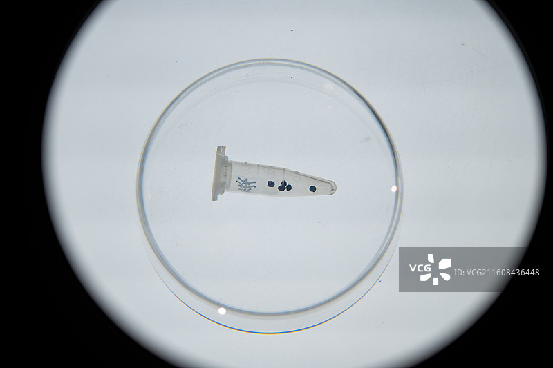 中国考古博物馆 文明起源展厅 新石器时代 炭化黍 新疆吉木乃通天洞遗址图片素材