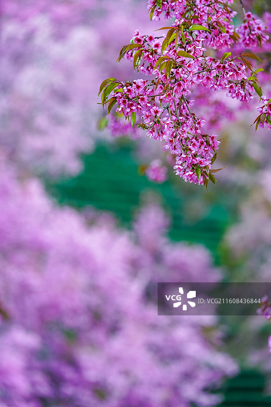 冬日大理无量山樱花谷漫山樱花盛开图片素材