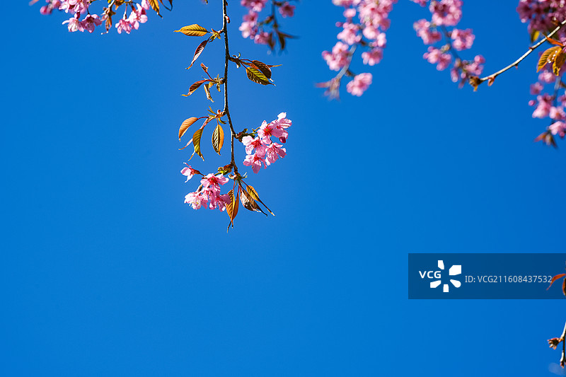 大理无量山蓝天下的冬日樱花图片素材