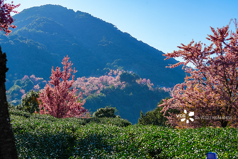 冬日大理无量山樱花谷漫山樱花盛开图片素材