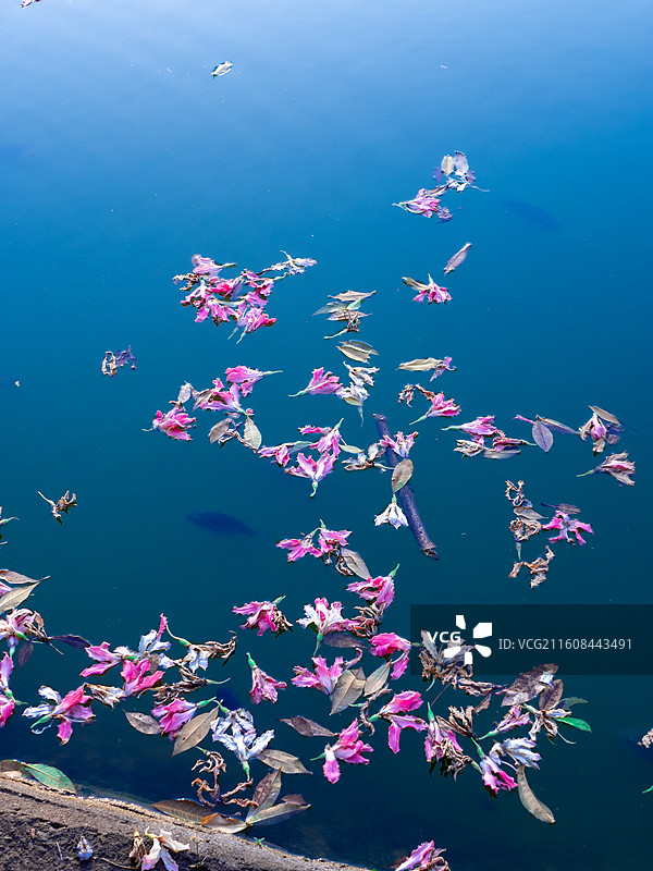 水面上的落花花瓣图片素材