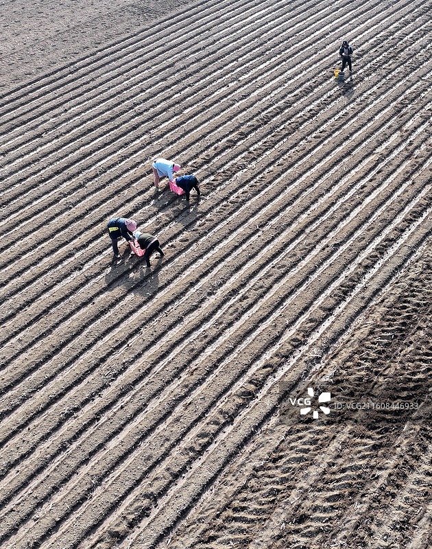 山东枣庄农民在田间播种马铃薯图片素材