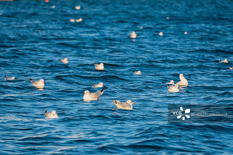 海面上的海鸥图片素材