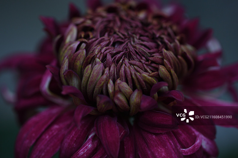 上海共青森林公园菊花展图片素材