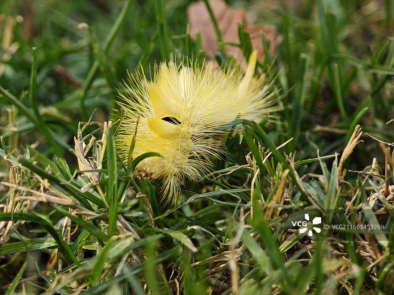 茸毒蛾幼虫 腹节间断黑带 晚秋公园草地上金黄色毛毛虫 寄主梧桐树榉树 上海世纪公园昆虫图鉴2025图片素材