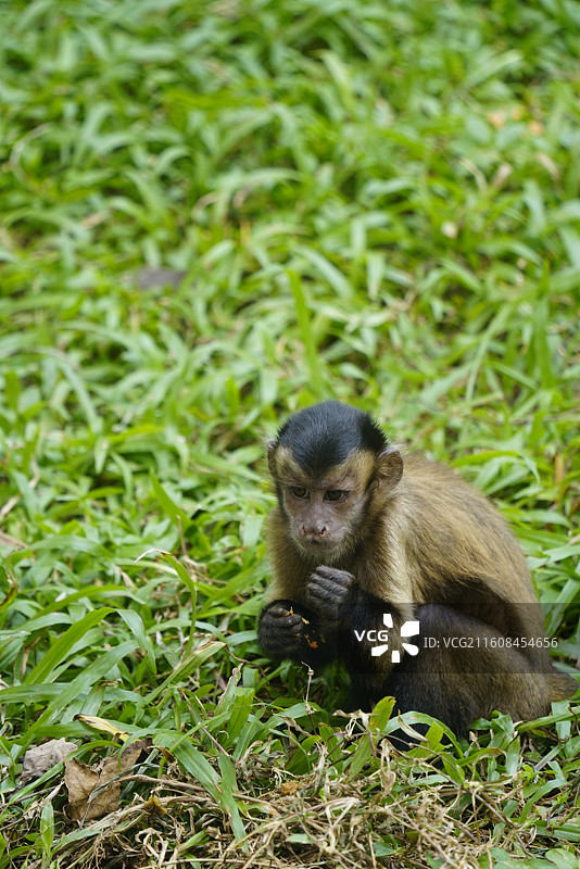 黑帽卷尾猴坐在草地上的特写镜头图片素材