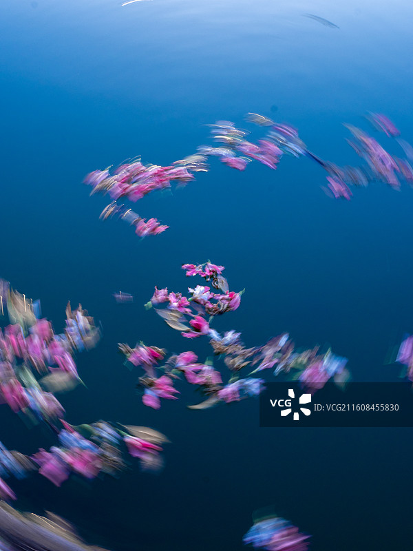 水面上的落花花瓣图片素材