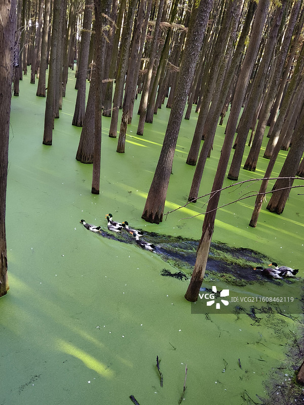 绿野仙踪：鸭群列队游弋于青山湖魔法森林图片素材