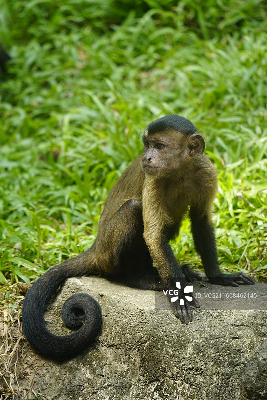 黑帽卷尾猴坐在草地上的特写镜头图片素材