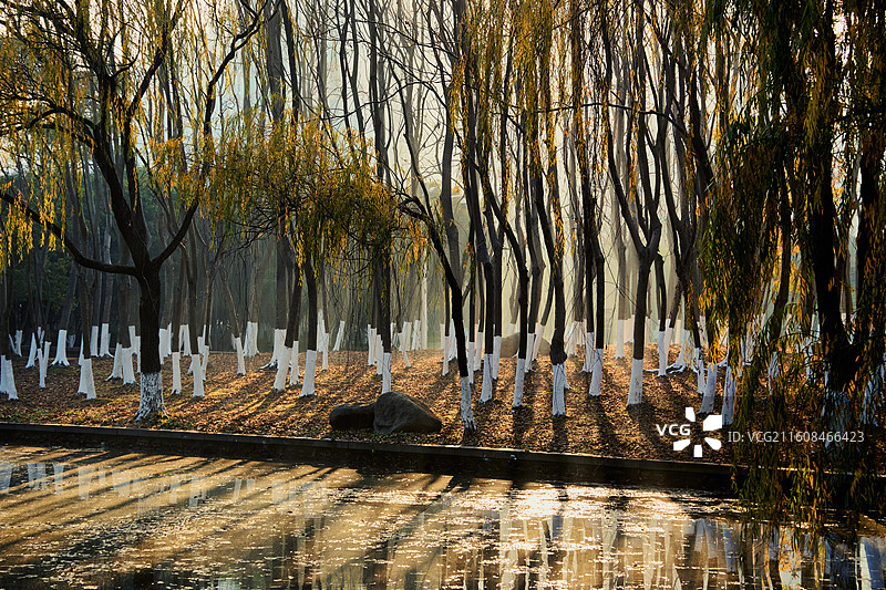 清晨阳光穿过秋日树林，雾气轻散，白涂树干在金色光影中形成层叠树影，湖面倒影静谧柔和。图片素材