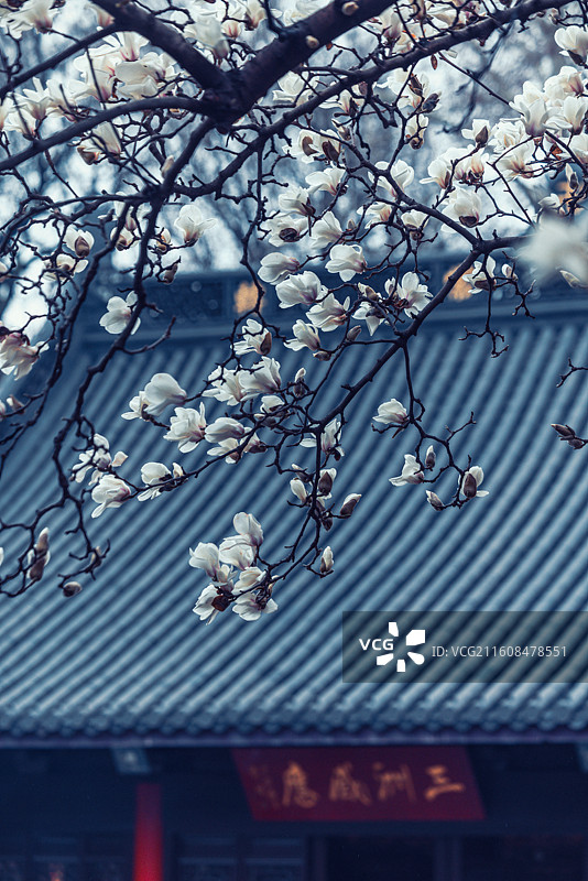 南京春天灵谷寺玉兰花盛开图片素材