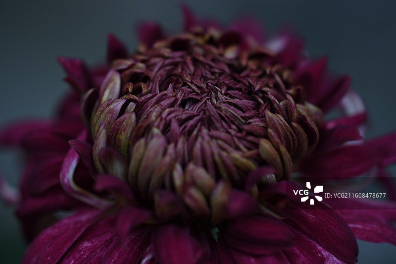 上海共青森林公园菊花展图片素材